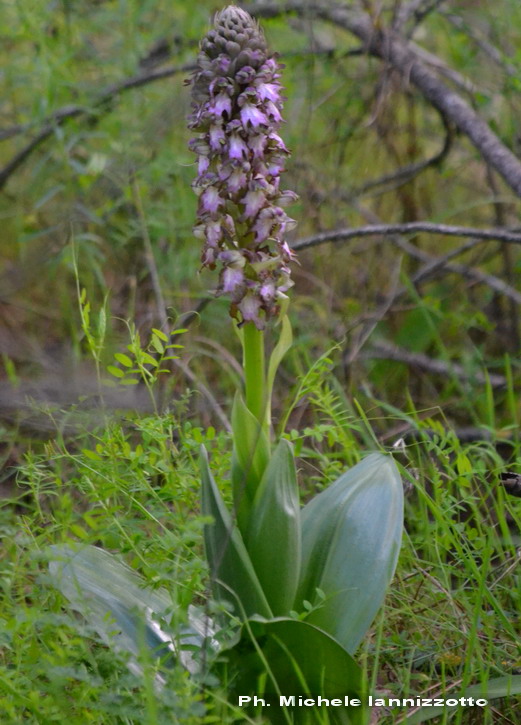 Barlia robertiana